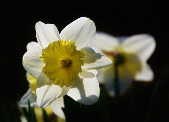 daffodil